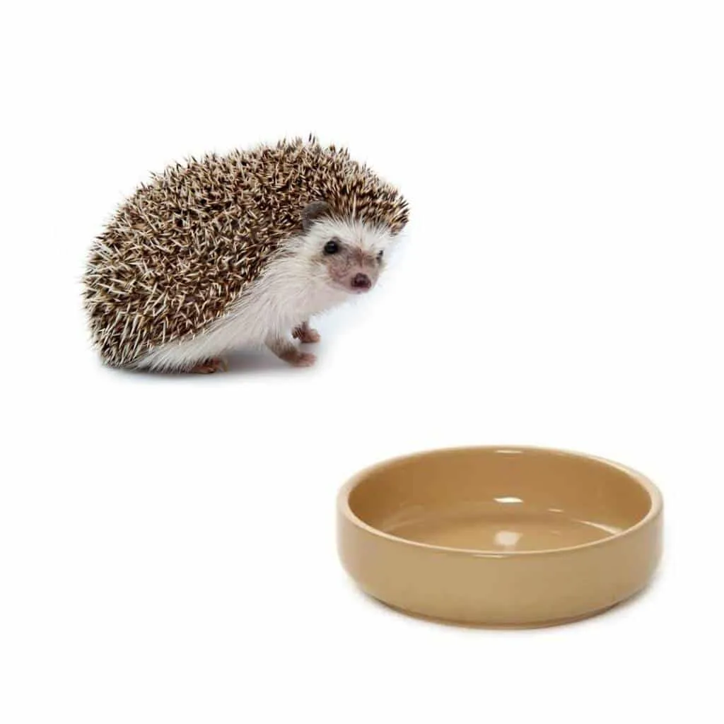 Mason Cash Ceramic Hedgehog Bowl | Heavyweight Shallow Dish Ideal For Feeding